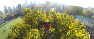 Cohen & Master Tree & Shrubs Services in GTA Area