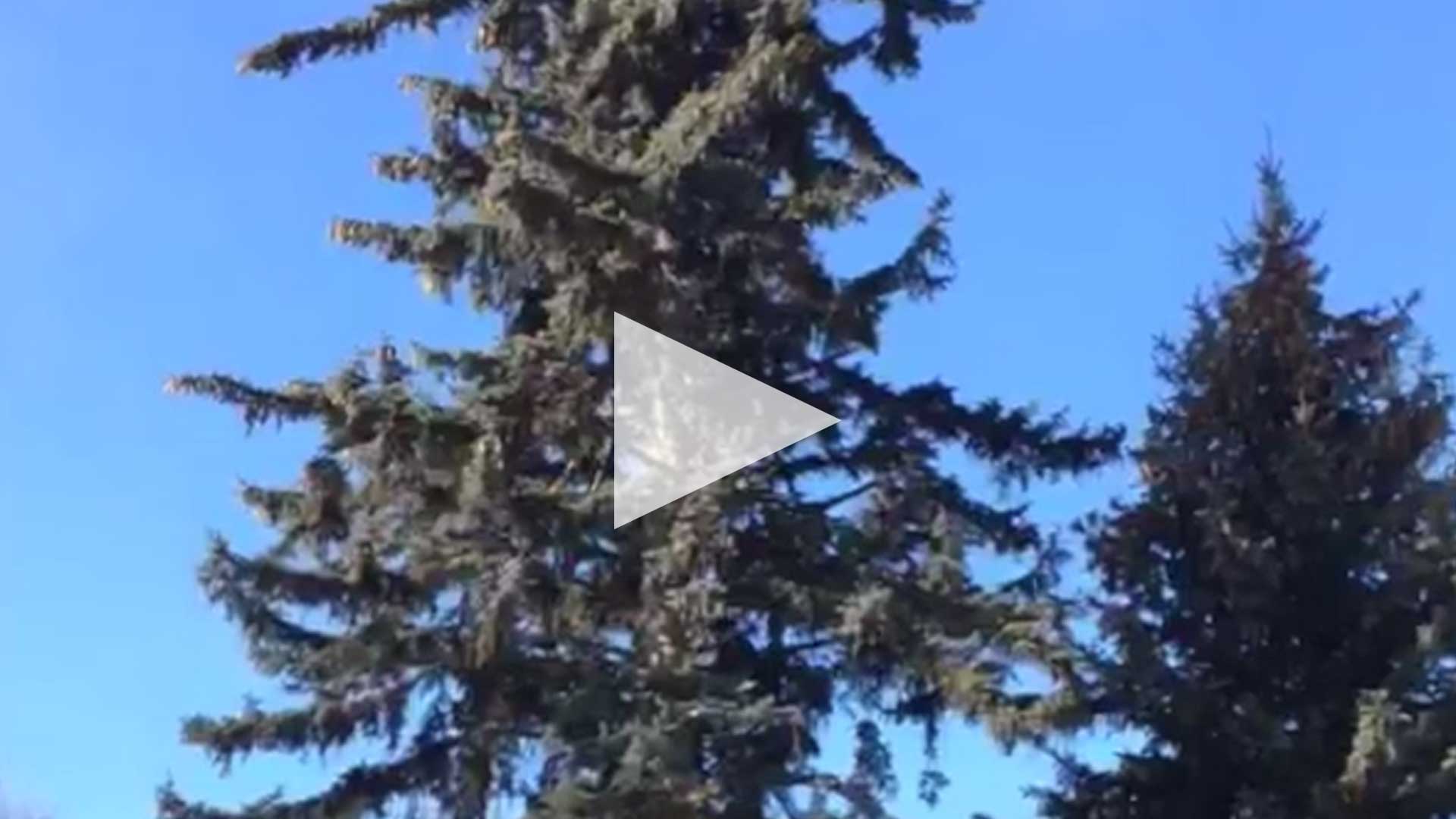 SPADINA MUSEUM BLUE SPRUCE