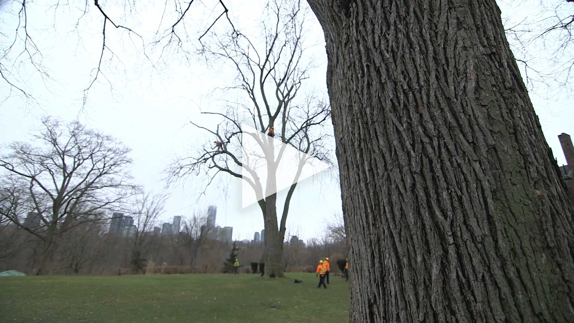 MATURE TREE CARE