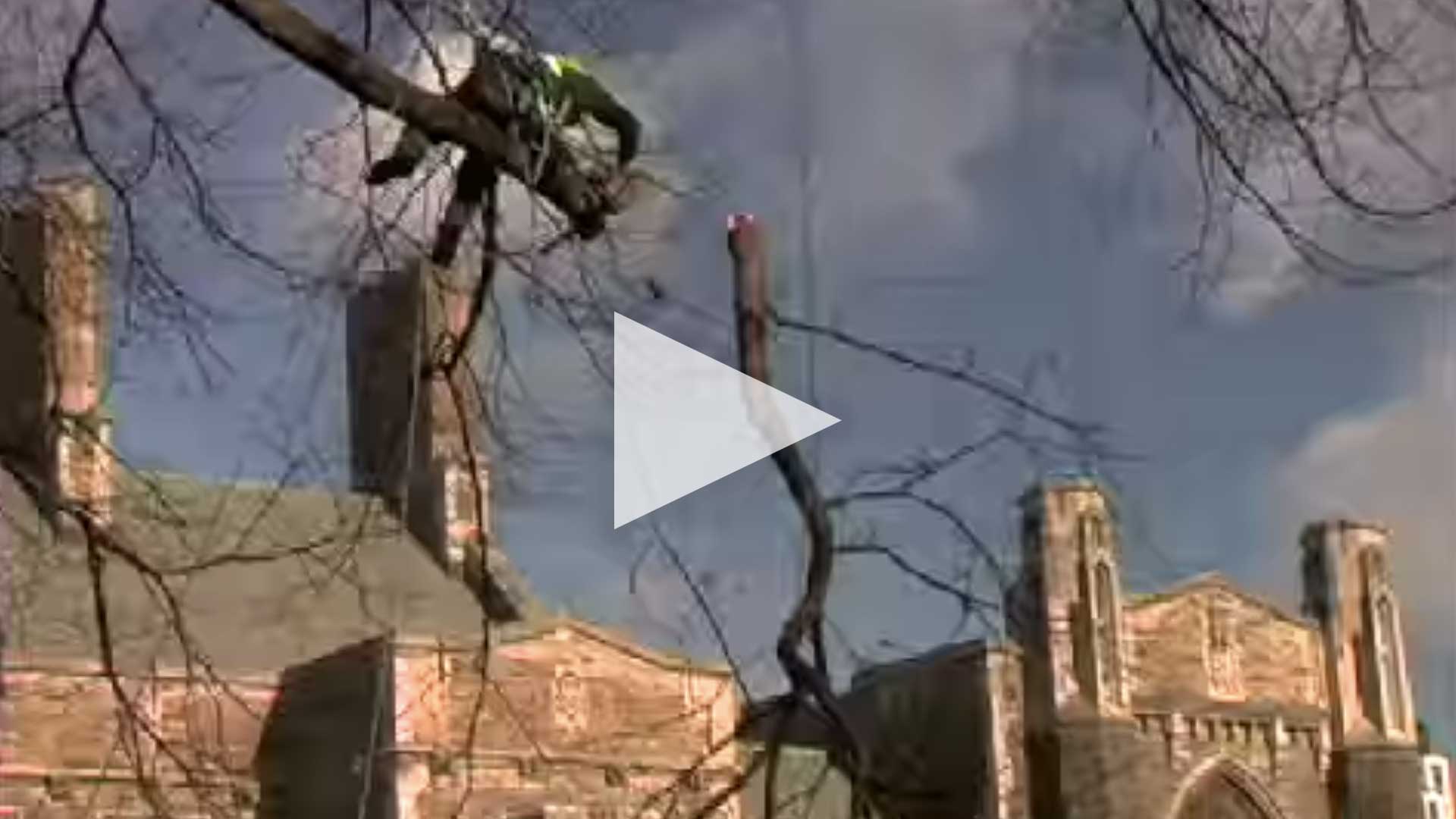 TREE PRUNING