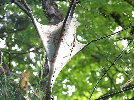 East_tent_caterpillar_tent